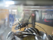 カミキリ虫 005.jpg